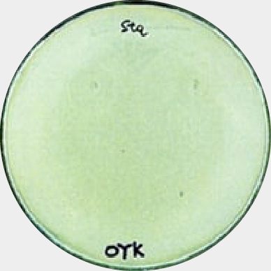 スピカ菌８上に培養　MRSA